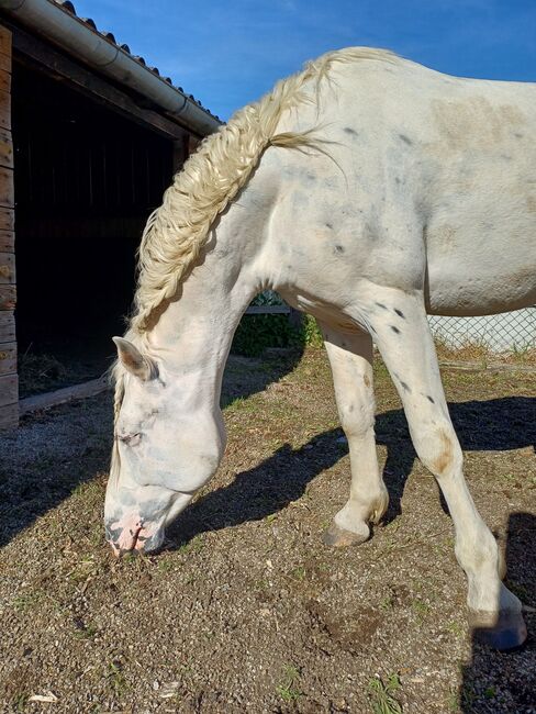 Wunderschöner 5j roher Wallach, Privat, Horses For Sale, Tresdorf, Image 5