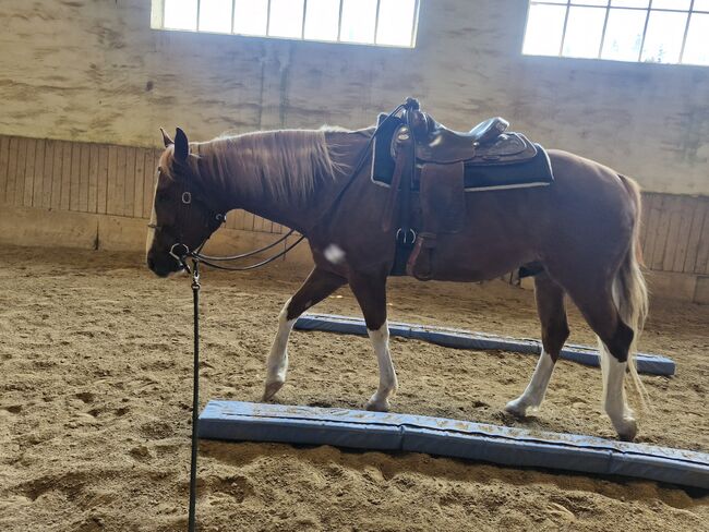 Hübscher 6 jähriger Paint Horse Wallach für ambitionierten Freizeitreiter, Elisabeth Sauerer , Horses For Sale, Ergolding, Image 7