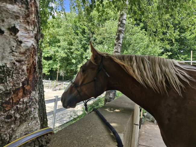 Hübscher 6 jähriger Paint Horse Wallach für ambitionierten Freizeitreiter, Elisabeth Sauerer , Horses For Sale, Ergolding, Image 8