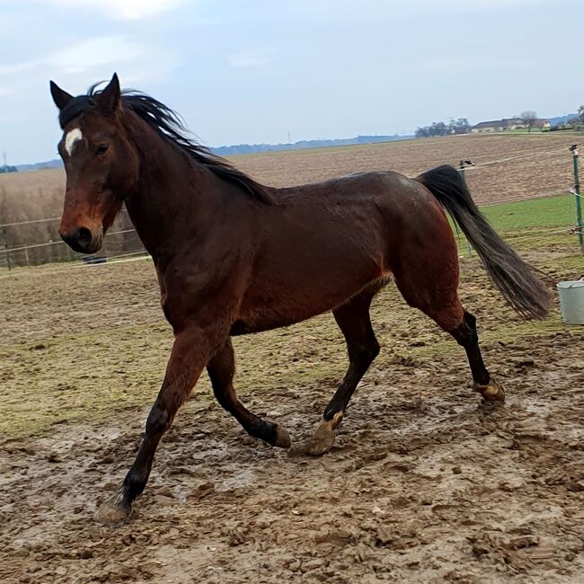 Hübscher 6j. Traber Wallach zu verkaufen!, VH, Horses For Sale, Steinhaus, Image 2