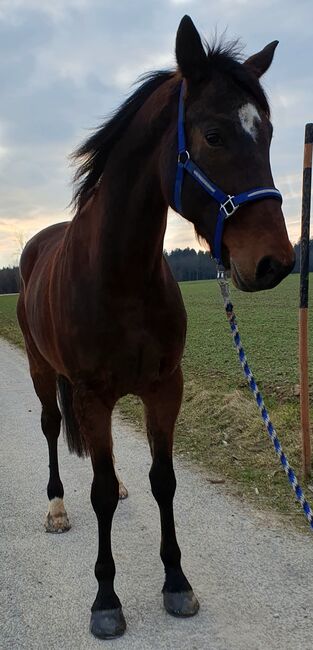 Hübscher 6j. Traber Wallach zu verkaufen!, VH, Horses For Sale, Steinhaus, Image 5