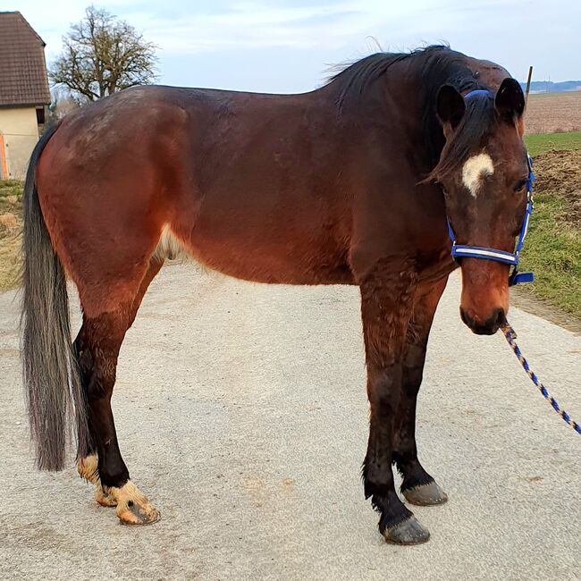 Hübscher 6j. Traber Wallach zu verkaufen!, VH, Horses For Sale, Steinhaus, Image 8