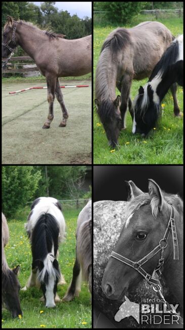 Wunderschöne Appaloosa x Konik in Grulla Mouse Dun, Tina, Horses For Sale, Calden, Image 6