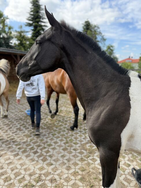 Schöne barocke Pinto Stute PRE/ Lusitano / Azteca, Arlt, Horses For Sale, Ballenstedt 