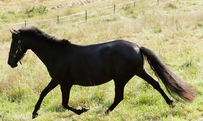 Bildhübsche, tragende schwarze Perle (PRE) mit guter Abstammung, Kerstin Rehbehn (Pferdemarketing Ost), Horses For Sale, Nienburg, Image 9