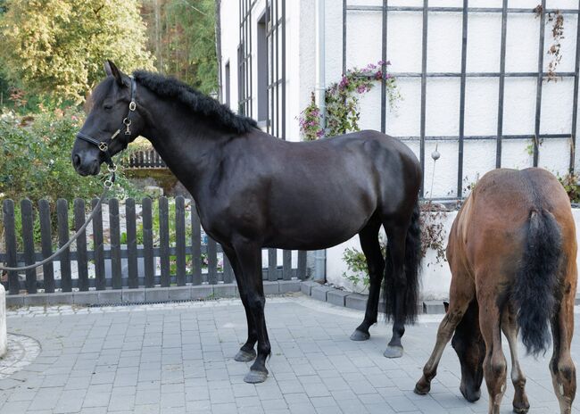 Bildhübsche, tragende schwarze Perle (PRE) mit guter Abstammung, Kerstin Rehbehn (Pferdemarketing Ost), Horses For Sale, Nienburg, Image 10