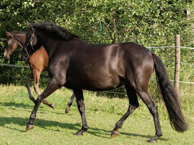 Bildhübsche, tragende schwarze Perle (PRE) mit guter Abstammung, Kerstin Rehbehn (Pferdemarketing Ost), Horses For Sale, Nienburg, Image 7