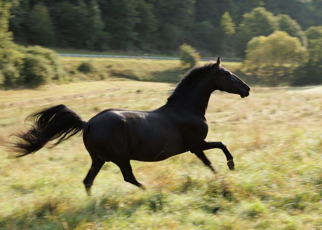 Bildhübsche, tragende schwarze Perle (PRE) mit guter Abstammung, Kerstin Rehbehn (Pferdemarketing Ost), Horses For Sale, Nienburg, Image 11