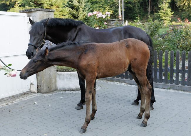 Bildhübsche, tragende schwarze Perle (PRE) mit guter Abstammung, Kerstin Rehbehn (Pferdemarketing Ost), Horses For Sale, Nienburg, Image 5