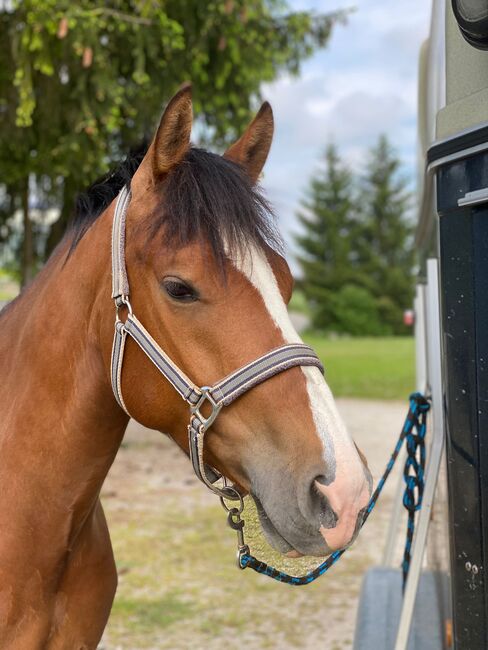 Schöner Freiberger Wallach mit Springpotenzial, Manuela Bärtschi, Horses For Sale, Hasle bei Burgdorf, Image 2