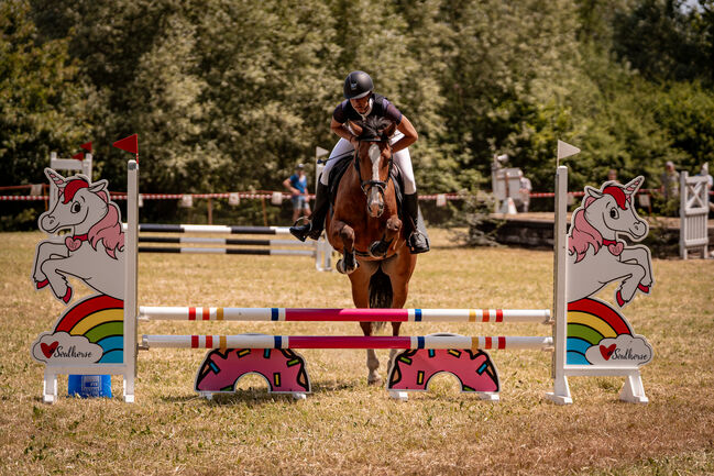 Schöner Freiberger Wallach mit Springpotenzial, Manuela Bärtschi, Horses For Sale, Hasle bei Burgdorf, Image 4