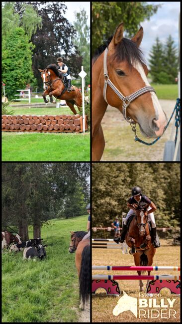 Schöner Freiberger Wallach mit Springpotenzial, Manuela Bärtschi, Horses For Sale, Hasle bei Burgdorf, Image 7