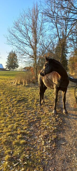 Schönes Freizeitpferd, Sandra , Horses For Sale, Blumberg, Image 2