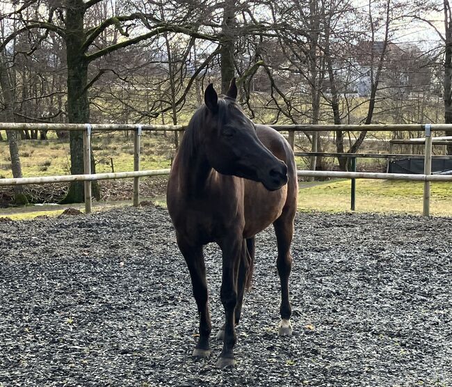 Wunderschöner Vollblutaraber Wallach, Conni , Horses For Sale, Freiburg im Breisgau
