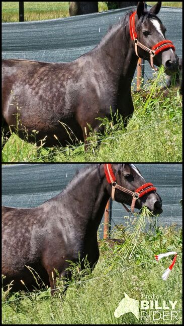Wunderschöne Glanzrappe, Yvonne , Horses For Sale, Grimma, Image 3
