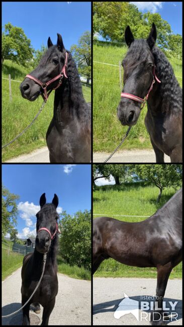 Schöner verschmuster Wallach zu verkaufen, Friedhelm Hanusch , Horses For Sale, Feldkirchen, Image 7