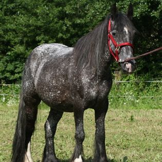 Wunderschöne Grulla Mouse Dun, Tina, Horses For Sale, Calden, Image 3