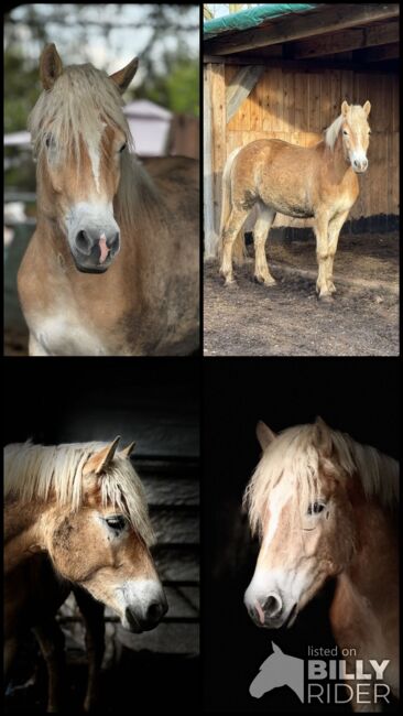 Bildschönen Haflingerwallach, Annett Schulze, Horses For Sale, München, Image 5