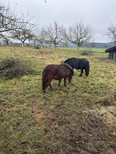 Schöner Shetlandpony Hengst, Seline, Horses For Sale, Niederzissen, Image 3
