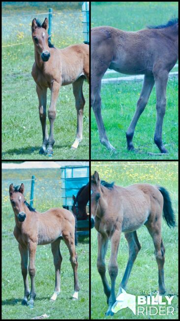 Wunderschönes Hengstfohlen, Stefanie Schraut, Horses For Sale, Mönchhof, Image 7