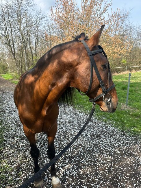 Traumschöner Hengst, Wiebke , Horses For Sale, Issum, Image 3