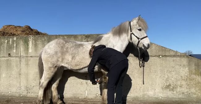 Hübsches Islandpferd für Freizeit, Silke Köhler, Horses For Sale, Image 6
