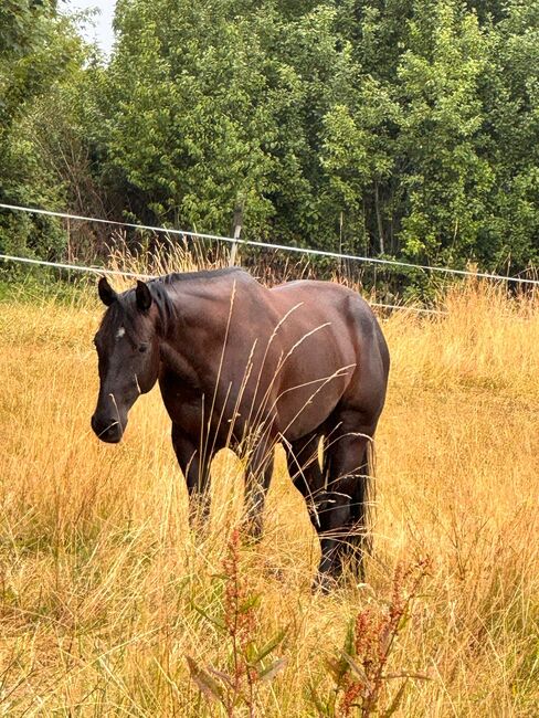 Bildhübscher, sensibler Quarter Horse Wallach mit AQHA-Papieren, Kerstin Rehbehn (Pferdemarketing Ost), Horses For Sale, Nienburg, Image 3