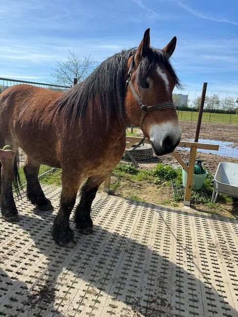 Wunderschöner Kaltblüter sucht Menschen um das Leben zu erobern, Pferdevermittlung Leus, Horses For Sale, Bretten