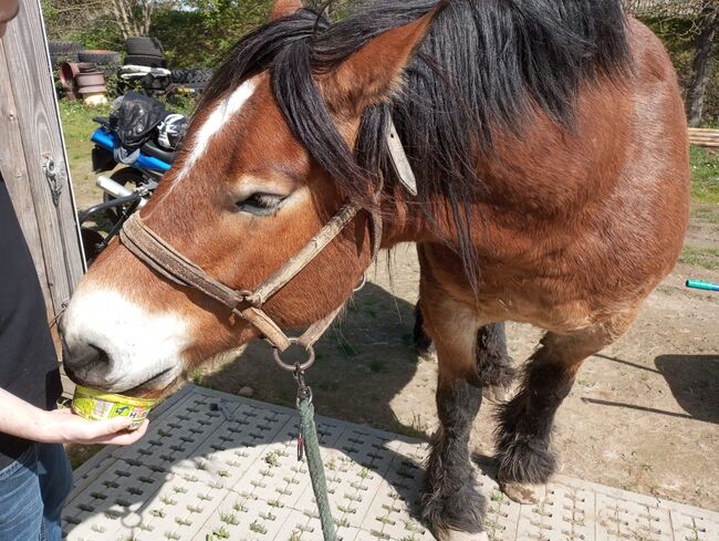 Wunderschöner Kaltblüter sucht Menschen um das Leben zu erobern, Pferdevermittlung Leus, Horses For Sale, Bretten, Image 7