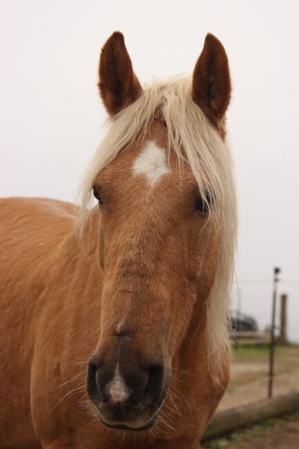 Wunderschöner, treuer Wallach sucht neues zuhause, Michelle, Horses For Sale, Waldhausen im Strudengau