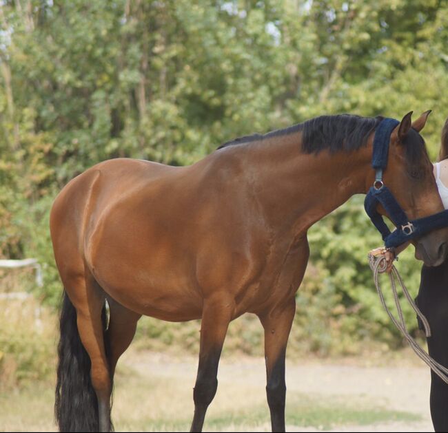 Wunderschöner Lusitano Cruzado Wallach, Shirin Sahin, Horses For Sale, Altenstadt , Image 11