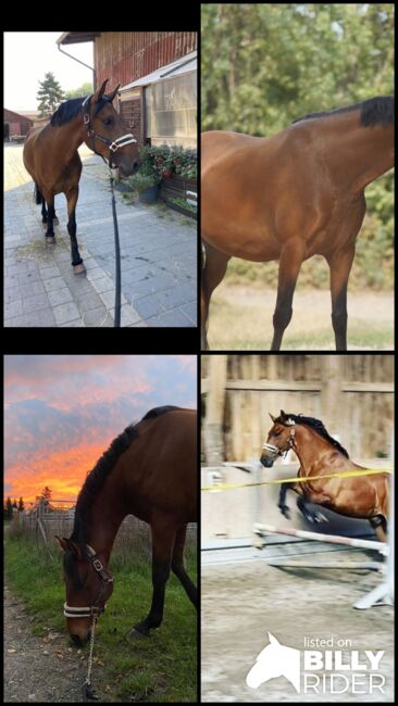 Wunderschöner Lusitano Cruzado Wallach, Shirin Sahin, Horses For Sale, Altenstadt , Image 13