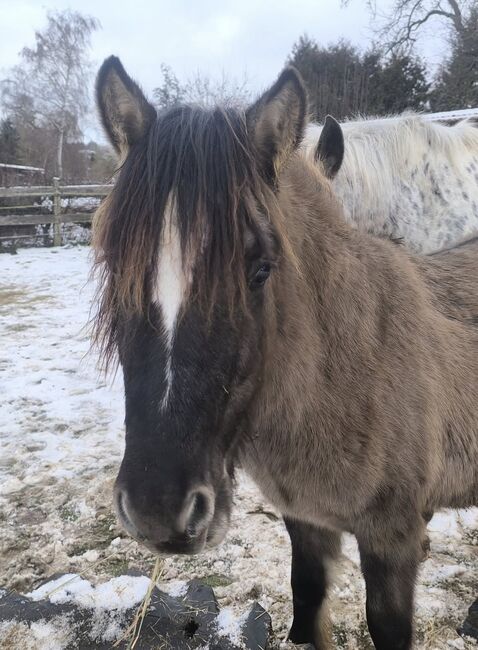 Wunderschöner dunkler Mausfalbe, Tina, Horses For Sale, Calden