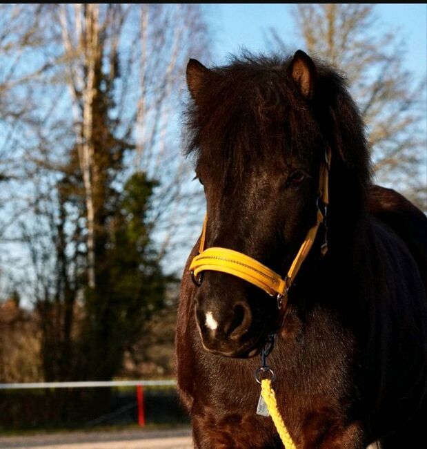 Bildschöne Naturtölterin, Irina, Horses For Sale, Östringen