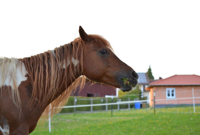 Bildhübscher, unverbrauchter Wallach, Bauer , Horses For Sale, Roßbach , Image 2