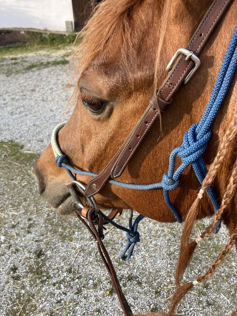 Bildhübscher, unverbrauchter Wallach, Bauer , Horses For Sale, Roßbach , Image 3