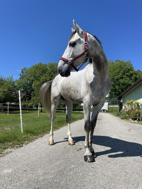 Wunderschöner ÖWB Wallach Cosmopolitan, Sophie Kneidinger, Horses For Sale, Am Landlberg, Image 2