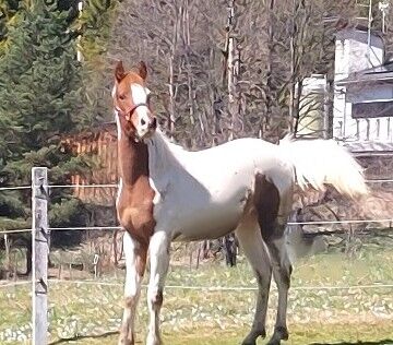 Wunderschöner Pinto Araber Fuchsschecke zu verkaufen, Johannes, Horses For Sale, Nesselwängle