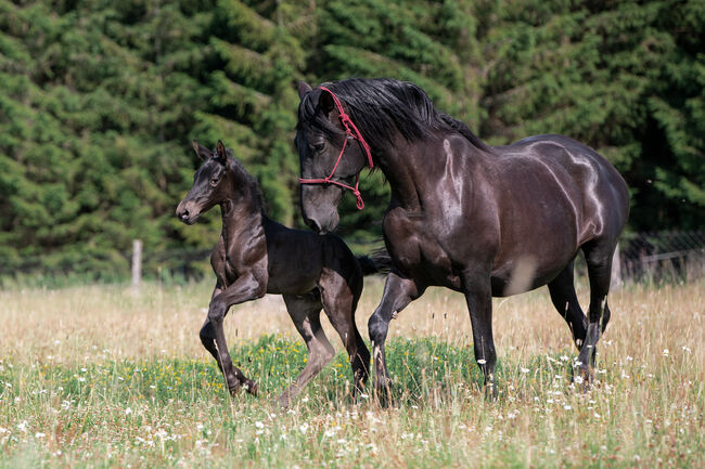 Wunderschöner PRE Hengst, Nováková , Horses For Sale, Nova Bystrice , Image 9