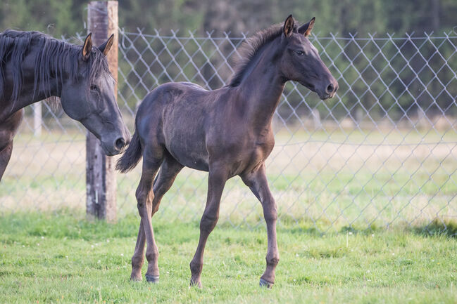 Wunderschöner PRE Hengst, Nováková , Horses For Sale, Nova Bystrice , Image 3