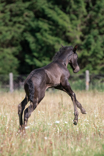 Wunderschöner PRE Hengst, Nováková , Horses For Sale, Nova Bystrice , Image 2