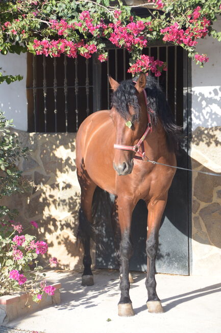 Wunderschöner großrahmiger PRE in brauner Jacke, Sandra (smartDressage S.L.), Horses For Sale, Conil de la Frontera, Cadiz, Image 4