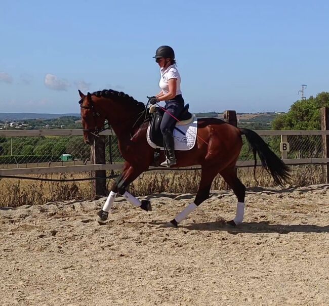 Wunderschöner großrahmiger PRE in brauner Jacke, Sandra (smartDressage S.L.), Horses For Sale, Conil de la Frontera, Cadiz, Image 8