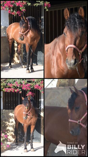 Wunderschöner großrahmiger PRE in brauner Jacke, Sandra (smartDressage S.L.), Horses For Sale, Conil de la Frontera, Cadiz, Image 9