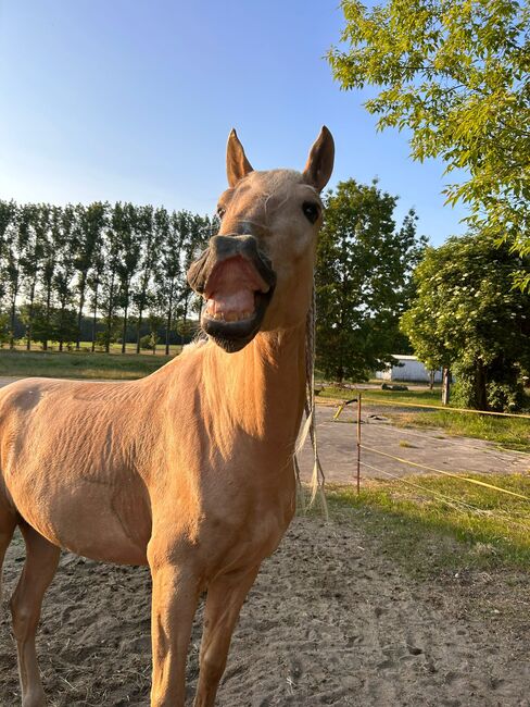 Wunderschöner PRE Wallach, Mellies, Horses For Sale, Sonnewalde, Image 2