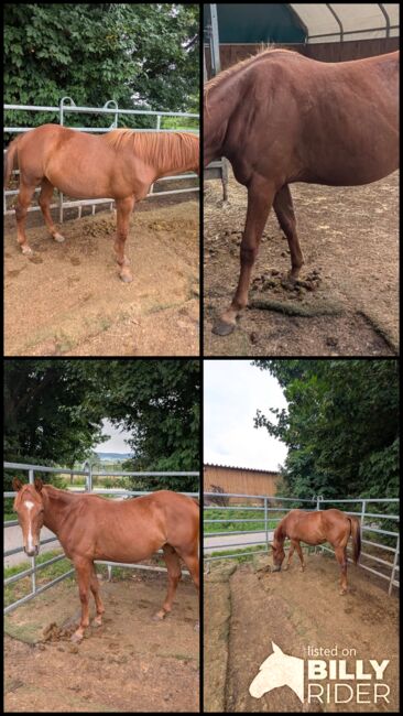 Bildhübsches QH-Nachwuchspferd mit Top-Perspektive im Sport, Kerstin Rehbehn (Pferdemarketing Ost), Horses For Sale, Nienburg, Image 9