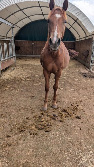 Bildhübsches QH-Nachwuchspferd mit Top-Perspektive im Sport, Kerstin Rehbehn (Pferdemarketing Ost), Horses For Sale, Nienburg, Image 3
