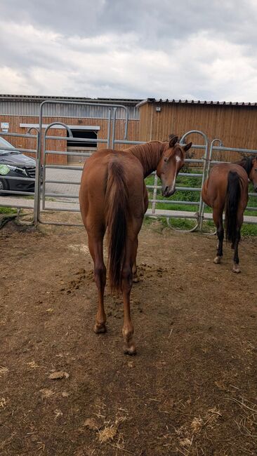 Bildhübsches QH-Nachwuchspferd mit Top-Perspektive im Sport, Kerstin Rehbehn (Pferdemarketing Ost), Horses For Sale, Nienburg, Image 5