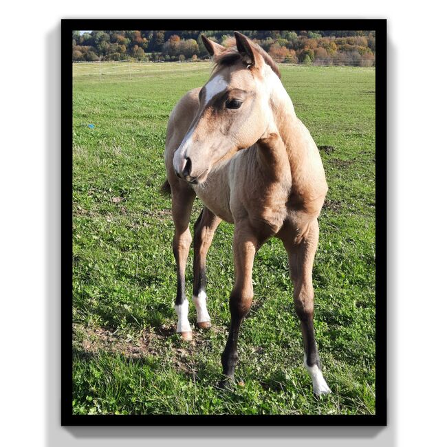 Wunderschöner Quarter Horse Wallach geb. 2024, Familie Wehner, Horses For Sale, Tann/Rhön