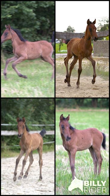 Wunderschöner shagya-araber hengst, Daniela, Horses For Sale, Schildorn , Image 5